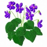 Fiołki