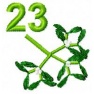 Kalendarz adwentowy - nr 23 Jemioła