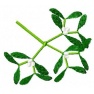 Jemioła